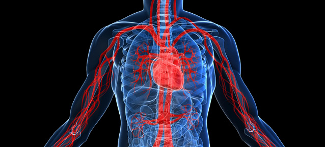 Vascular system