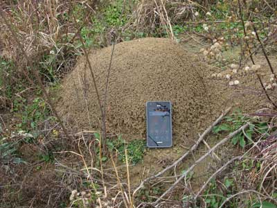6 Home Remedies for Fire Ant Bites | The Survival Doctor
