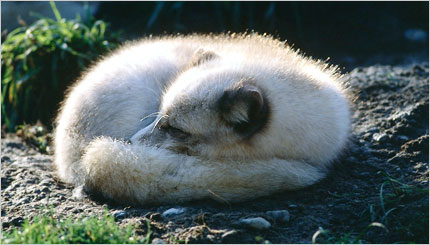 Fox sleeping