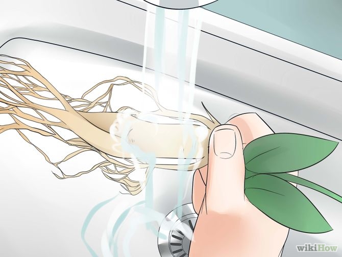 Grow Ginseng Step 26.jpg