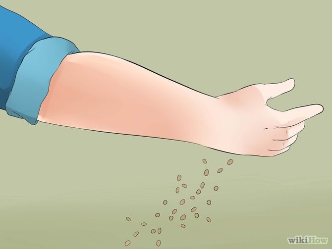 Grow Ginseng Step 11.jpg