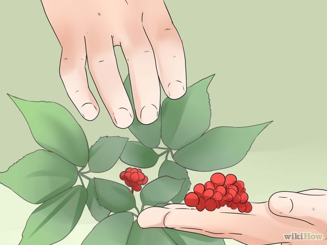 Grow Ginseng Step 23.jpg