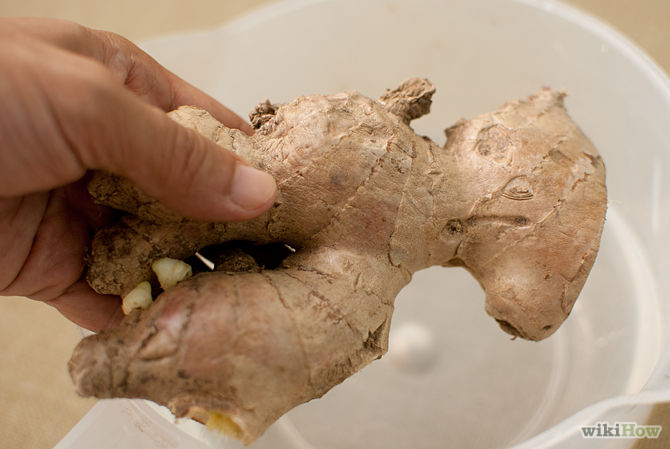 Grow a Ginger Plant Step 9.jpg