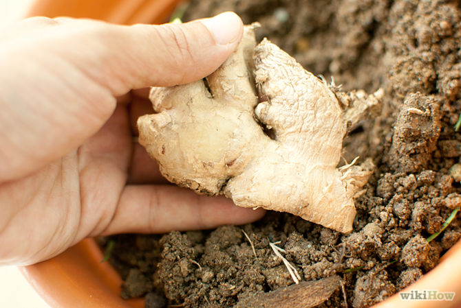 Grow a Ginger Plant Step 4.jpg