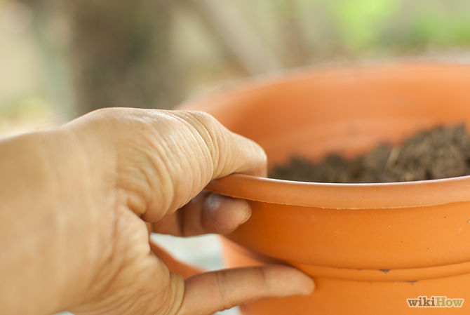 Grow a Ginger Plant Step 5.jpg