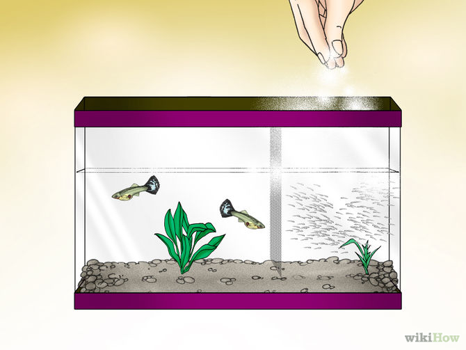 Feed Guppies Step 11 Version 2.jpg