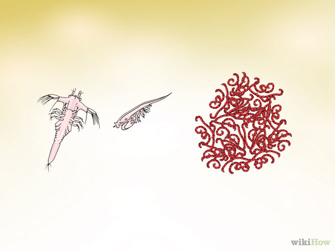 Feed Guppies Step 3 Version 2.jpg