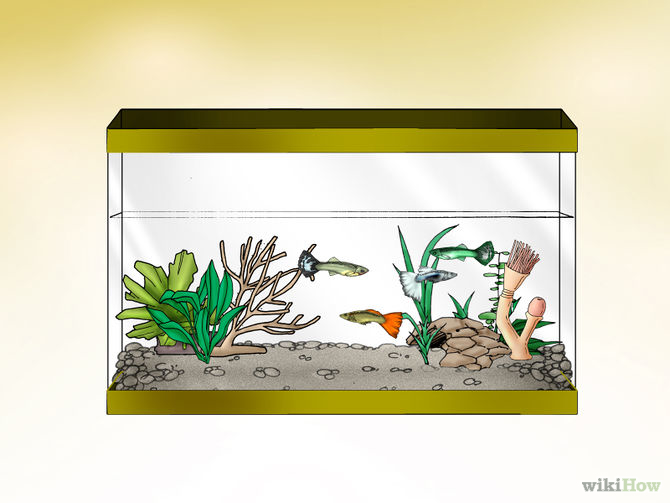 Feed Guppies Step 5 Version 2.jpg