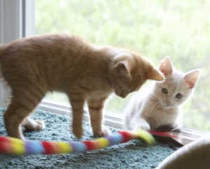 2 of 3 foster kittens