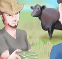 Raise Black Angus Cattle