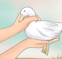 Care for a Pet Duck