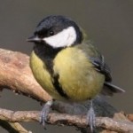 Avatar of Ansten Lobo