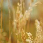 C++ program to implement three classes using multiple inheritance 